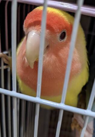 インコ🐥
