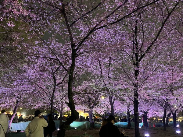 3年ぶりのお花見大会