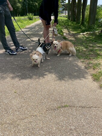 わんこ達🐶