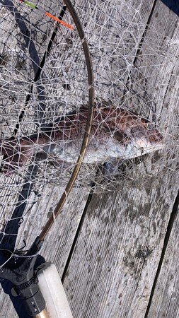 釣り🎣