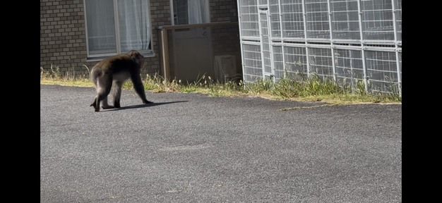 お猿さん🐒